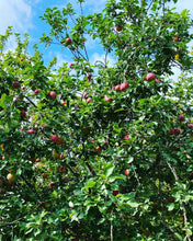 Lade das Bild in den Galerie-Viewer, Apfelmus Happen